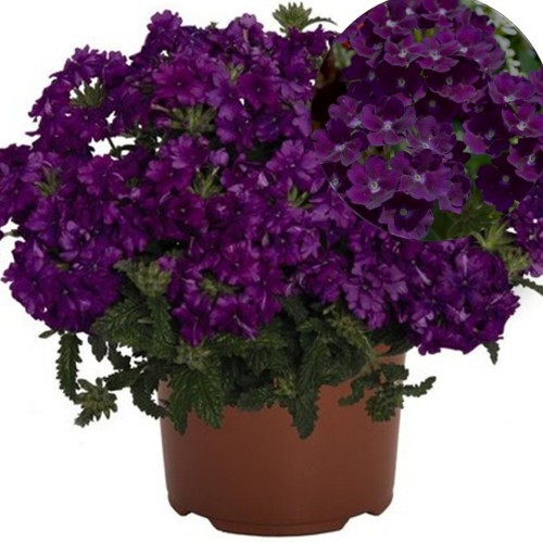 Verbena 'Lindolena Purple' - Aed-raudürt 'Lindolena Purple'